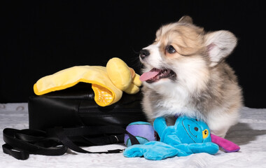 Corgi Pembroke-Welpe mit 10 Wochen zieht zu seinem neuen Besitzer