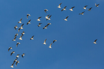 flock of black-headed gulls ( larus ridibundus) in flight in blue sky