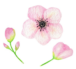 Watercolor Pink flower set, Spring floral element hand painting isolaited illustration on white background. Make your summer greeting card, invitation, poster, banner design