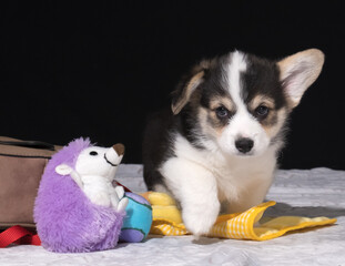 Welsh Corgi Pembroke-Welpe zieht zu seinem neuen Besitzer