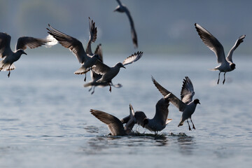 silhouettes of black-headed gulls (larus ridibundus) flying over water