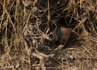 A mongoose inside a bush at Adhari, Bahrain