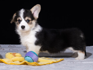 Tricolour Welsh Corgi Pembroke-Welpe mit 9 Wochen