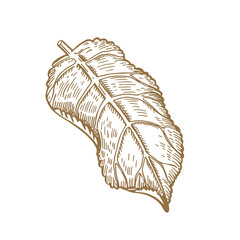 Tree leaf. Dahlia. Vector illustration. Sketch graphics.