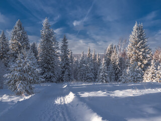 Snowy road at  winter Stone Hill park in frosty sunny evening. Winter country road with fir forest in the rays of cold winter Sun.