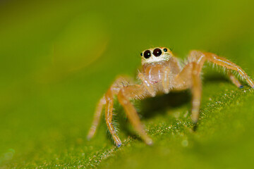 Jumping spider on leaf inset jumping spider
