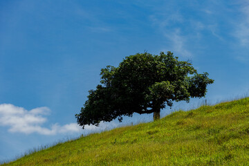 Obraz premium Árvore isolada em alto de morro de área rural brasileira 