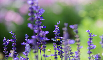 Blue salvia flowers in the garden