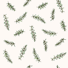 Branch of rosemary. Trendy pattern with twig. Contour vector illustration on white background.