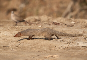 A mongoose at Adhari, Bahrain