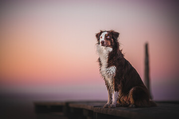 Portrait of an australian shepherd, aussie dog, at the beach on a bridge at the sunset, golden hour, warm colors