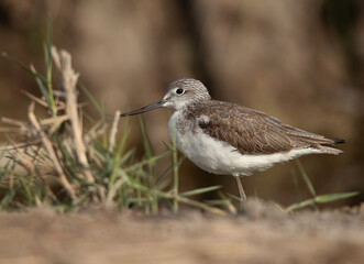 Common Greenshank at Adhari, Bahrain
