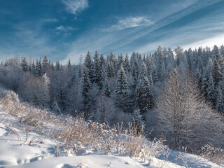 Snow-covered conifer forest on a high hill in frosty winter day. Frozen grass and trees in the rays of cold winter Sun.