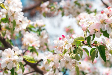 Blooming apple tree branch at spring garden against blue sky. Soft focus