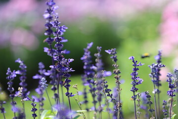 Blue salvia flowers in the garden
