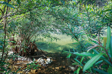 rain forest in the morning