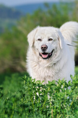 Podhalaner  Polski Owczarek