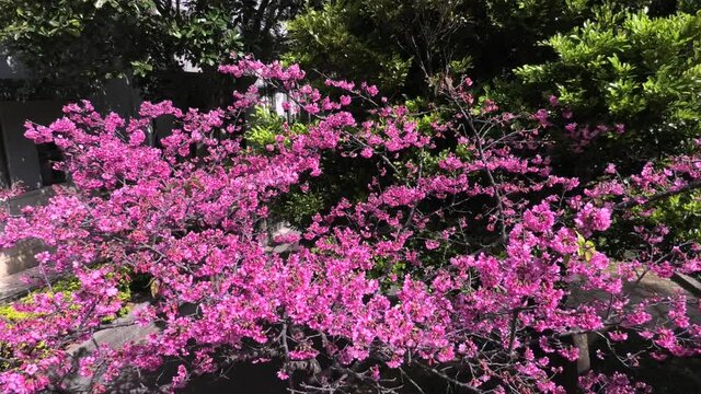 沖縄 那覇奥武山公園に咲く緋寒桜