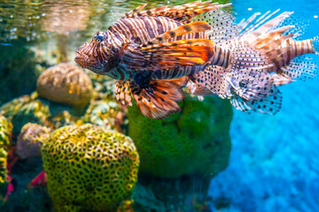 Grouper fish in aquarium with coral reef