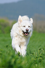 Podhalaner  Polski Owczarek