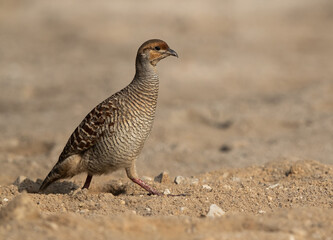 Grey francolin at Khamis, Bahrain
