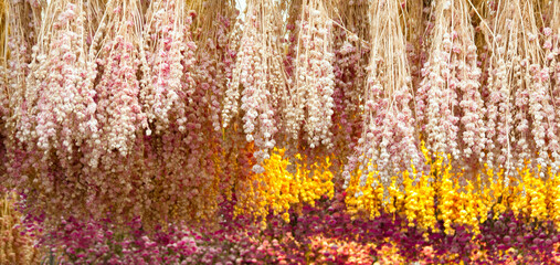 Many dried dutch flowers hanging on a ceiling. Iconic travel souvenir background.