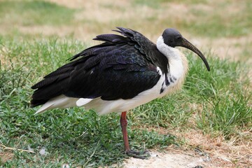 Straw-necked ibis in the nature