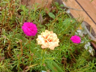 pink and white flowers