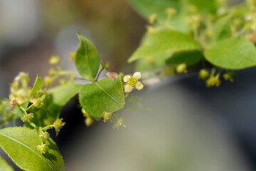 Compact Burning Bush