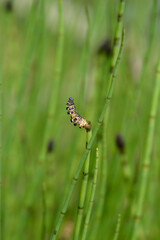 Water horsetail