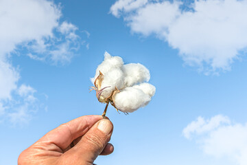 hand holding cotton boll against blue sky - obrazy, fototapety, plakaty