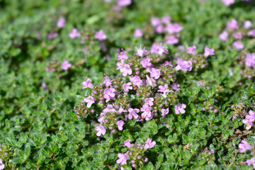 Wild thyme