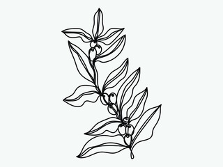 Coffee tree branch continuous line vector drawing. Isolated on a white background.	