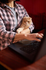Woman wear comfy style is working on a black notebook, laptop and cat is laying on her lap