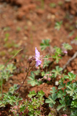 Dalmatian cranesbill