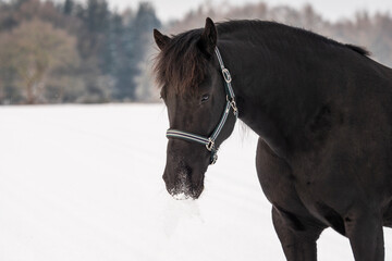 horse in winter