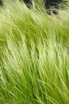 Pony tails grass