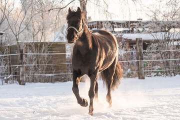 horse in snow
