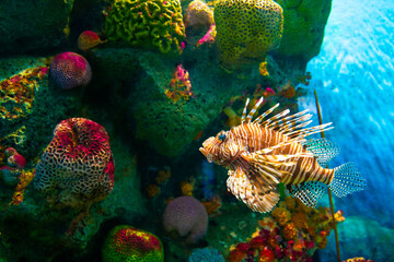 Grouper fish in aquarium with coral reef