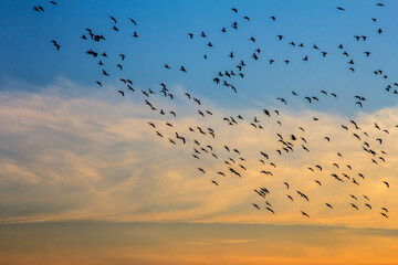 Flying birds