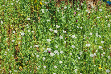 poppy flowers field in the mountains