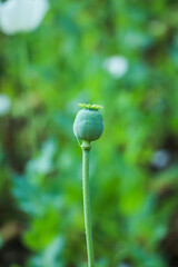 poppy seed head