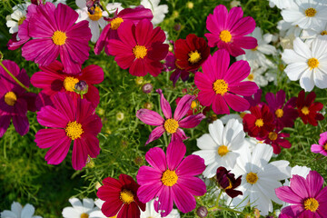 Fototapeta na wymiar Close up group of colroful cosmos flower in field with leaves background