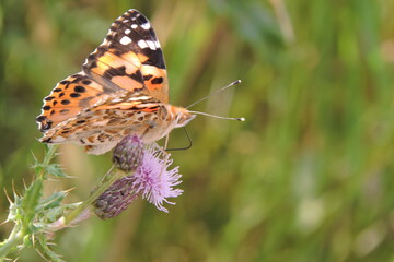 Admirał Motyl