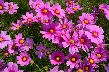 Fototapeta na wymiar Close up group of purple cosmos flower with leaves background