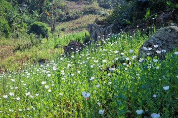 opium poppy flowers field in the mountains