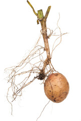 potato root