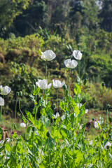 opium poppy flowers field in the mountains