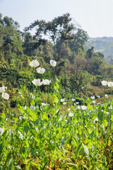opium poppy flowers field in the mountains