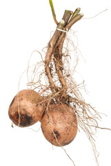 Fototapeta premium Potato root